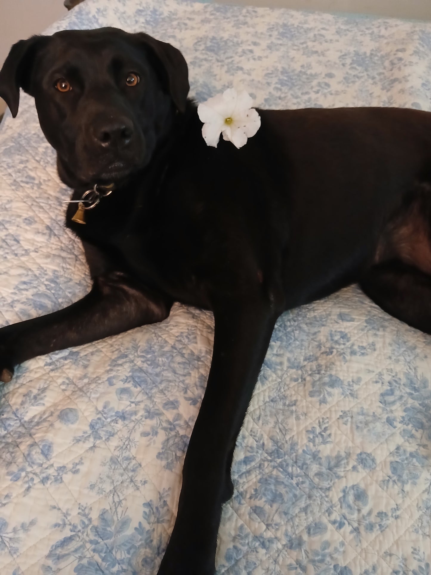 Not Just a Shirt---A Statement